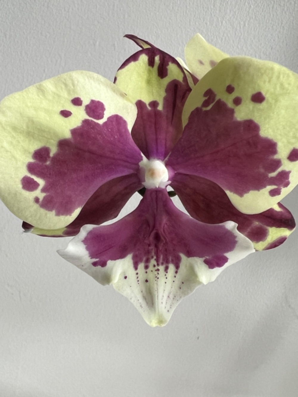 Phalaenopsis Biglip Orchid 'Flowing Cow' plant IN BLOOM - huge 3.75" blooms!